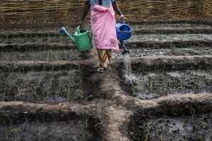 Yaya Balde tiene 60 años y reside en Ga Santim, un pueblo situado en la región de Bafatá, al norte de Guinea Bissau. Está casada con Umaru Balde, de 76 años, que practica la poligamia y tiene una segunda esposa, Uma Djou. Yaya ha tenido nueve hijos, de los que viven cinco. En la aldea, las condiciones de vida son muy humildes: la alimentación está basada principalmente en el arroz y los chamizos no disponen de agua corriente o luz eléctrica. Yaya se levanta a las cinco de la mañana y, después de la higiene personal, hace el primer rezo musulmán del día. Después ocupa toda su jornada en diferentes labores.
 En África, las mujeres soportan la mayor parte de los trabajos. Ellas se encargan de todas las tareas domésticas, entre las que se incluyen recoger leña en el bosque, dar de comer a los animales, sacar agua en el pozo, moler el cereal de manera tradicional, cuidar de los niños, hacer la comida y mantener limpias las casas. 25 enero 2014. (c) Pedro ARMESTRE
Yaya Balde is 60 years old and lives in Ga Santim, a small town in the north of Guinea Bissau. She is married with 76-year-old Umaru Balde, who practises the poligamy and has a second wife, Uma Djou. Yaya has had nine children, of whom five are alive. In the village, the living conditions are very humble: the supply is based principally on the rice and the houses don´t have current water or electrical light. Yaya gets up at five o'clock in the morning and, after the personal hygiene, does the first muslim prayer of the day. Later, she occupies all her day in different labors. In Africa, the women support most of the works. They take charge of all the domestic tasks: to gather fuelwood in the forest, to feed to the animals, to extract water in the well, to grind the cereal of a traditional way, to take care of the children, to do the food and to keep the houses clean. 25 enero 2014. (c) Pedro ARMESTRE