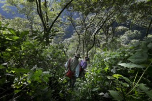 22 noviembre 2014. 
María Francisco, de 50 años, en la selva de Santa Cruz de Barillas (Guatemala), un lugar sagrado para los mayas. Ella toma de la naturaleza todo lo que necesita para sobrevivir.
La llegada de algunas compañías extranjeras a América Latina ha provocado abusos a los derechos de las poblaciones indígenas y represión a su defensa del medio ambiente. En Santa Cruz de Barillas, Guatemala, el proyecto de la hidroeléctrica española Ecoener ha desatado crímenes, violentos disturbios, la declaración del estado de sitio por parte del ejército y la encarcelación de una decena de activistas contrarios a los planes de la empresa. Un grupo de indígenas mayas, en su mayoría mujeres, mantiene cortado un camino y ha instalado un campamento de resistencia para que las máquinas de la empresa no puedan entrar a trabajar. La persecución ha provocado además que algunos ecologistas, con órdenes de busca y captura, hayan tenido que esconderse durante meses en la selva guatemalteca.

En Cobán, también en Guatemala, la hidroeléctrica Renace se ha instalado con amenazas a la población y falsas promesas de desarrollo para la zona. Como en Santa Cruz de Barillas, el proyecto ha dividido y provocado enfrentamientos entre la población. La empresa ha cortado el acceso al río para miles de personas y no ha respetado la estrecha relación de los indígenas mayas con la naturaleza. © Calamar2/Pedro ARMESTRE

The arrival of some foreign companies to Latin America has provoked abuses of the rights of indigenous peoples and repression of their defense of the environment. In Santa Cruz de Barillas, Guatemala, the project of the Spanish hydroelectric Ecoener has caused murders, violent riots, the declaration of a state of siege by the army and the imprisonment of a dozen activists opposed to the project . 
A group of Mayan Indians, mostly women, has cut a path and has installed a resistance camp to prevent the enter of the company’s machines. The prosecution