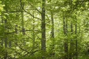 21 mayo 2015. Hayedo de Montejo, madrid. 
El hayedo de Montejo es un bosque de hayas de 250 hectáreas situado en las faldas de la Sierra de Ayllón y perteneciente al municipio de Montejo de la Sierra (Comunidad de Madrid, España), al norte de la provincia madrileña y al límite con la provincia de Guadalajara y el río Jarama. Fue declarado Sitio Natural de Interés Nacional en 1974, siendo uno de los hayedos más meridionales de Europa. El microclima existente en la zona debido a la captación de humedad proveniente de las masas de aire que no chocan contra la Sierra, y el hecho de que la ladera de la colina permanezca en la sombra, han hecho posible que se conserve el hayedo, procedente de Centroeuropa, existente en Montejo desde épocas postglaciales. El hayedo representa los restos de la vegetación caducifolia centroeuropea en España. Es uno de los más estudiados de la Península Ibérica, y la gran afluencia de personas ha hecho que las visitas estén restringidas.© Greenpeace Handout/PEDRO ARMESTRE - No ventas -No Archivos - Uso editorial solamente - Uso libre solamente para 14 días después de liberación. Foto proporcionada por GREENPEACE, uso solamente para ilustrar noticias o comentarios sobre los hechos o eventos representados en esta imagen.
Greenpeace Handout/ PEDRO ARMESTRE - No sales - No Archives - Editorial Use Only - Free use only for 14 days after release. Photo provided by GREENPEACE, distributed handout photo to be used only to illustrate news reporting or commentary on the facts or events depicted in this image.