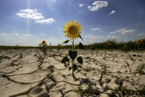 A  sunflower is seen in Villa-viejas's agricultural dry field, in Cuenca, 02 August 2006. (C)Pedro ARMESTRE